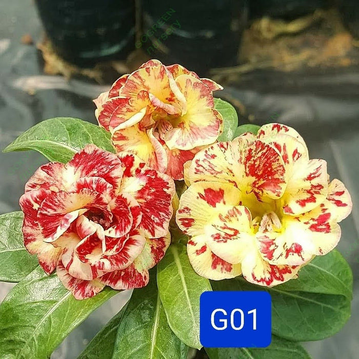 Buy Adenium Plant | Grafted Adenium Plant | Double Petal Grafted Adenium Plant | Adenium Plant Color PMG01