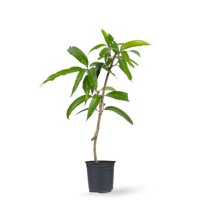 Golden Nam Dok Mai Mango (Grafted) Semi Dwarf - Fruit Plants