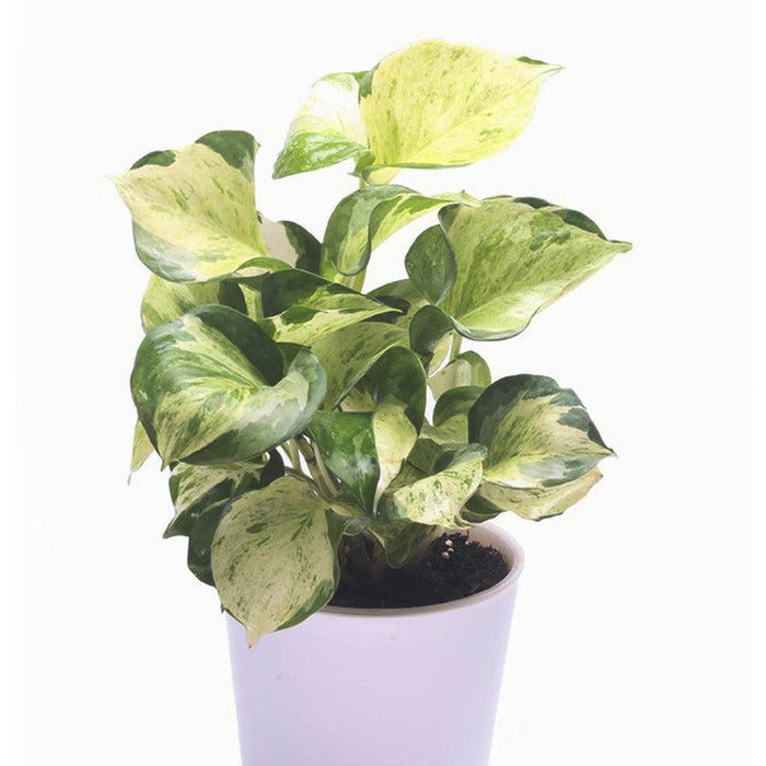 Marble Queen Money Plant - Indoor Plants