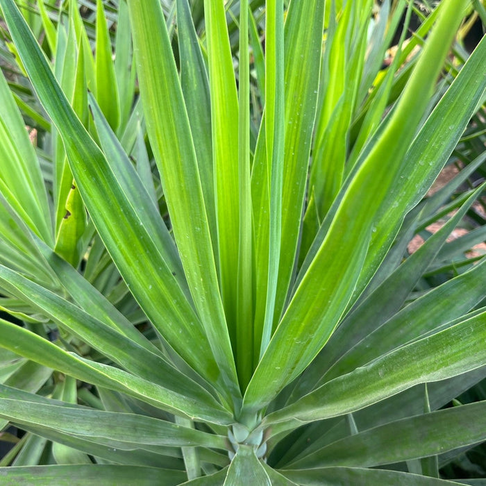 Yucca elephantipes,Yucca Green, Giant Yucca, Spineless Yucca, Palm Lily