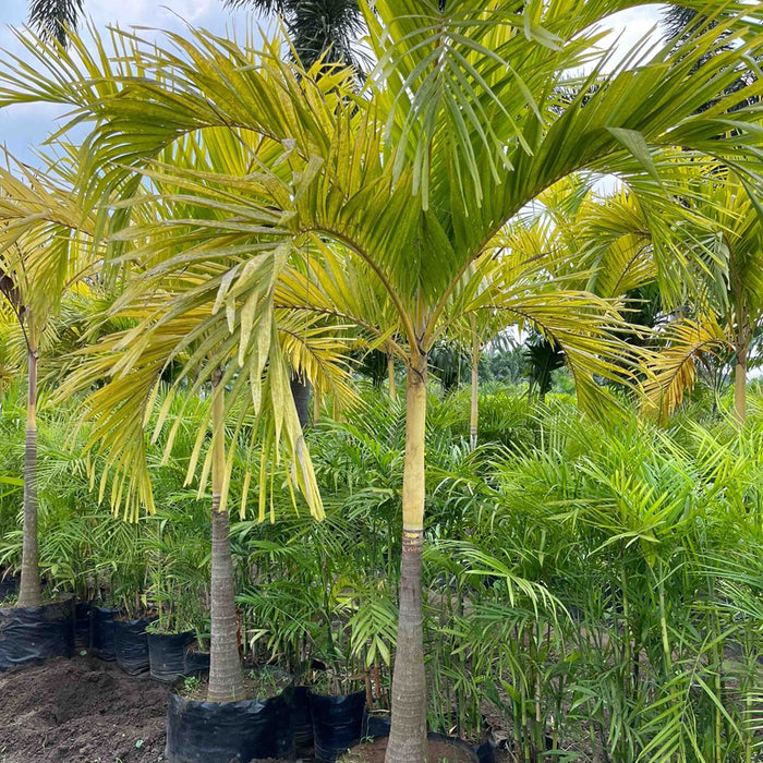 Buy Veitchia Merrillii Golden - The Ultimate Tropical Touch for Your Landscape