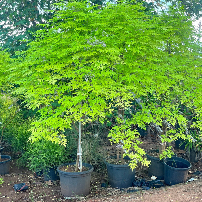 Golden Neem (Azadirachta indica 'Golden') - Premium Sapling for Sale