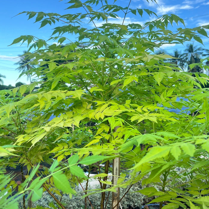 Golden Neem (Azadirachta indica 'Golden') - Premium Sapling for Sale