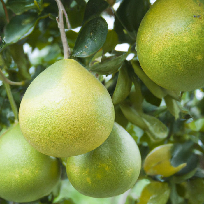 Buy the Best Citrus | paradisii (Grapefruit, Pomelo, Pamplemousse) Plants Online!