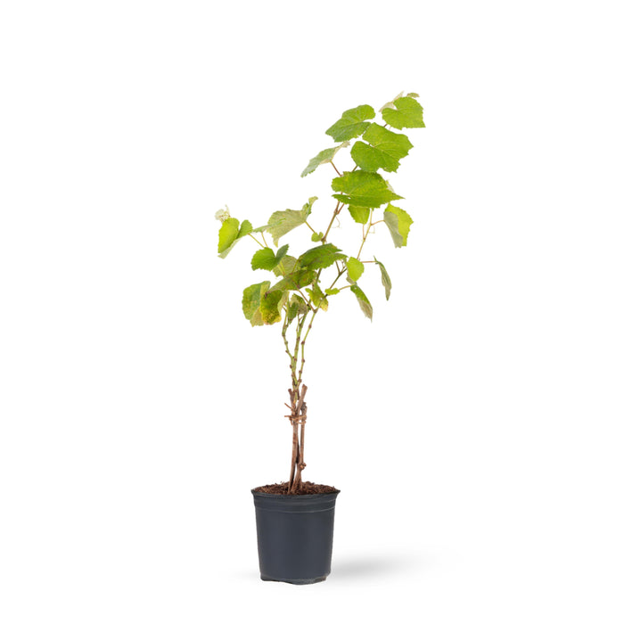 Black Grapes (Hybrid) - Fruit Plants & Tree