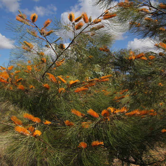 Beautiful Grevillea Pteridifolia (Silver Oak, Fern Leaf Grevillia, Golden Tree, Honey Wattle) for Sale