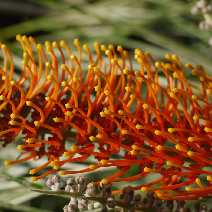 Beautiful Grevillea Pteridifolia (Silver Oak, Fern Leaf Grevillia, Golden Tree, Honey Wattle) for Sale