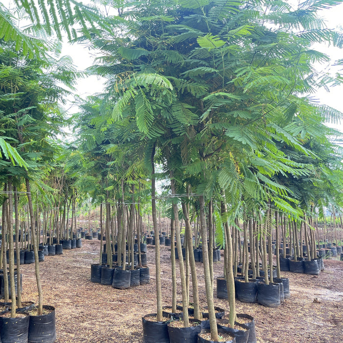 Brighten Your Garden with a Stunning Delonix regia (Gulmohar) Tree - Buy Now!