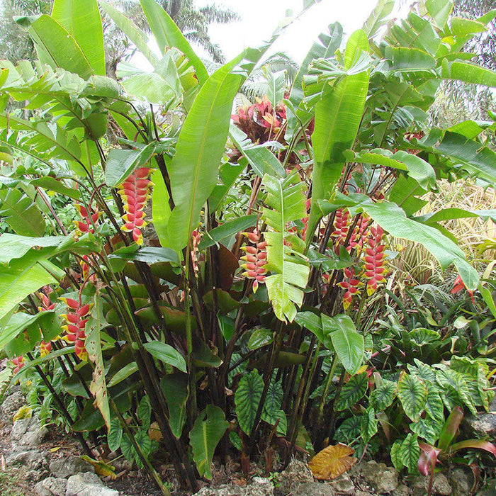 Heliconia Rostrata - Flowering Plants