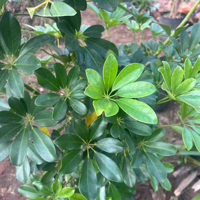 Schefflera arboricola,Schefflera Green, Hawaiian Elf, Dwarf Schefflera