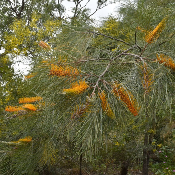 Beautiful Grevillea Pteridifolia (Silver Oak, Fern Leaf Grevillia, Golden Tree, Honey Wattle) for Sale