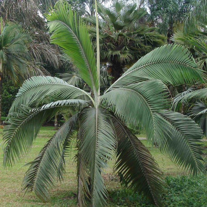 Beautiful Dictyosperma album (Princess Palm) and D. aurem (Hurricane Palm) for Sale - Add Tropical Elegance to Your Space