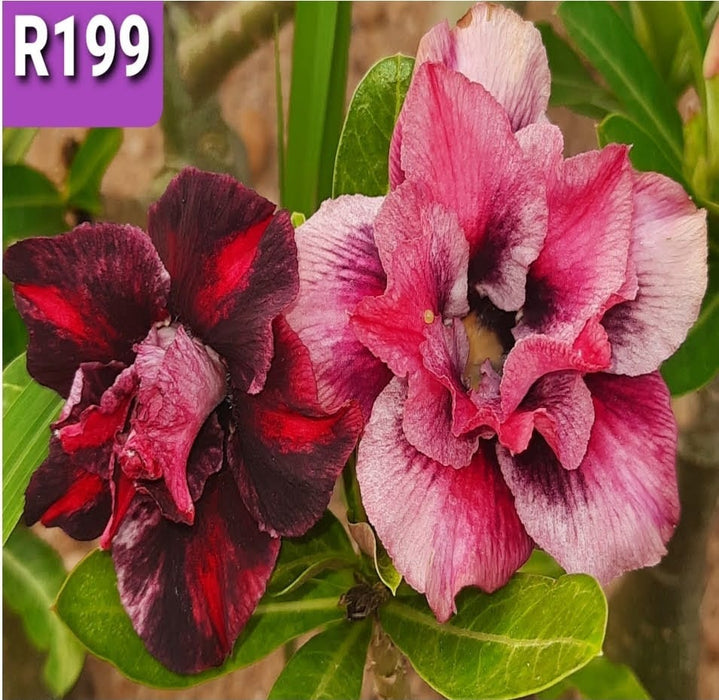 Buy Adenium Plant | Grafted Adenium Plant | Double Petal Grafted Adenium Plant | Adenium Plant Color PMR199