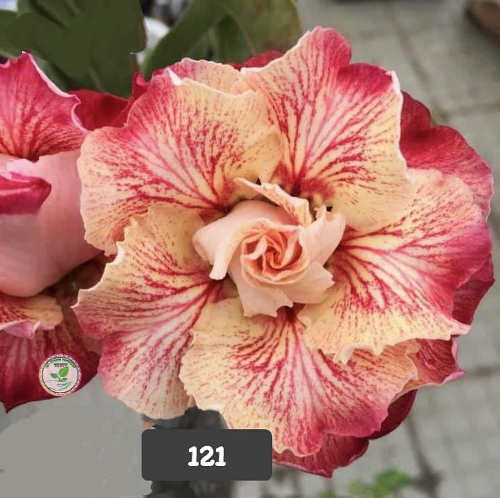 Buy Adenium Plant | Grafted Adenium Plant | Double Petal Grafted Adenium Plant | Adenium Plant Color PMR121