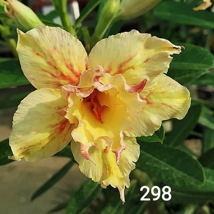 Buy Yellow Adenium Plant | Grafted Adenium Plant | Double Petal Grafted Adenium Plant | Adenium Plant Color PMR298