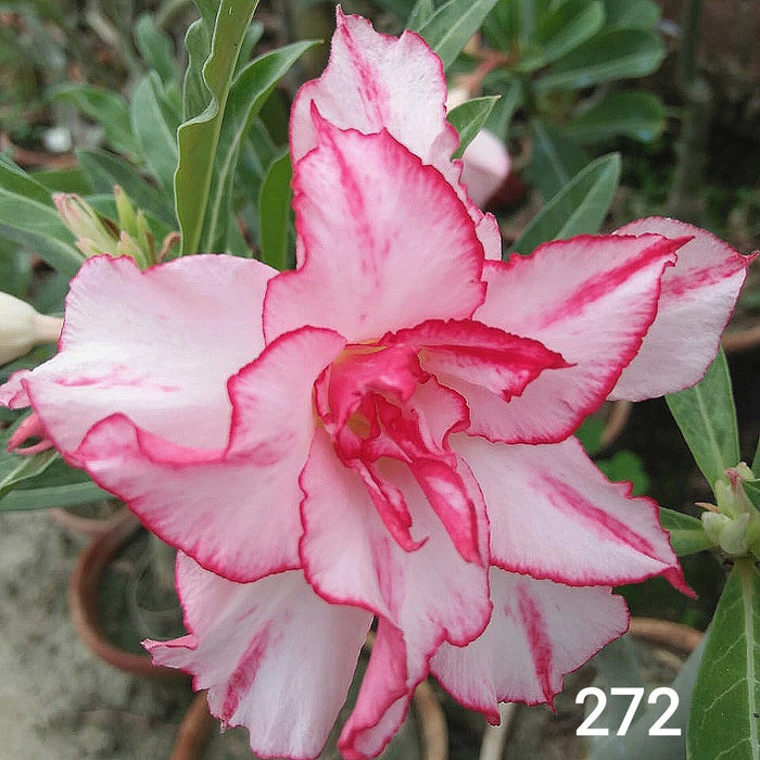 Buy Adenium Plant | Grafted Adenium Plant | Double Petal Grafted Adenium Plant | Adenium Plant Color PMR272