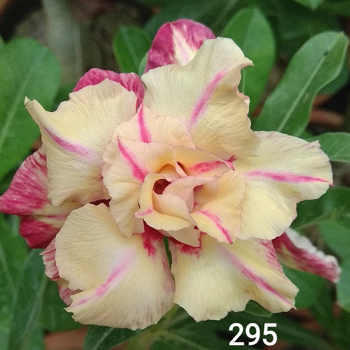 Adenium Plant | Grafted Adenium Plant | Double Petal Grafted Adenium Plant | Adenium Plant Color PMR295