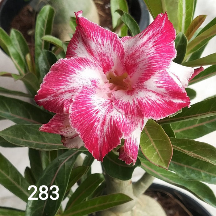 Adenium Plant | Grafted Adenium Plant | Double Petal Grafted Adenium Plant | Adenium Plant Color PMR283