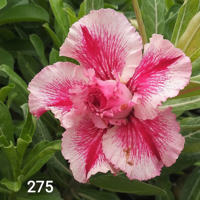 Adenium Plant | Grafted Adenium Plant | Double Petal Grafted Adenium Plant | Adenium Plant Color PMR275