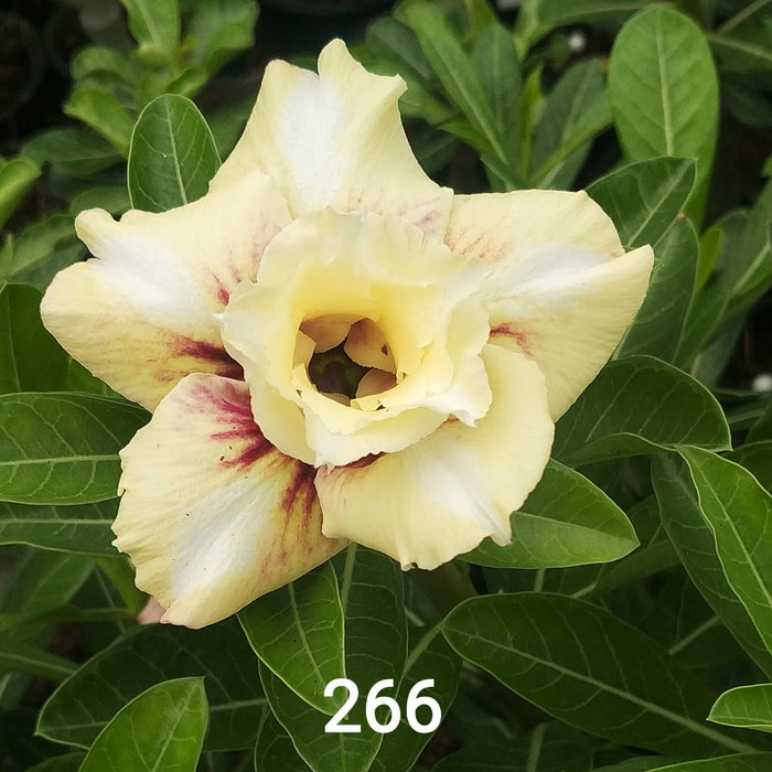 Adenium Plant | Grafted Adenium Plant | Double Petal Grafted Adenium Plant | Adenium Plant Color PMR266