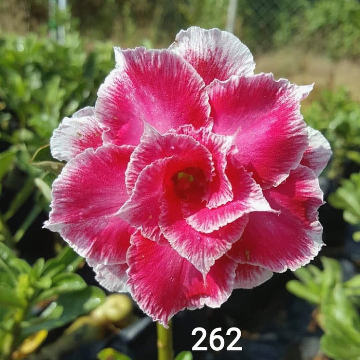 Adenium Plant | Grafted Adenium Plant | Double Petal Grafted Adenium Plant | Adenium Plant Color PMR262