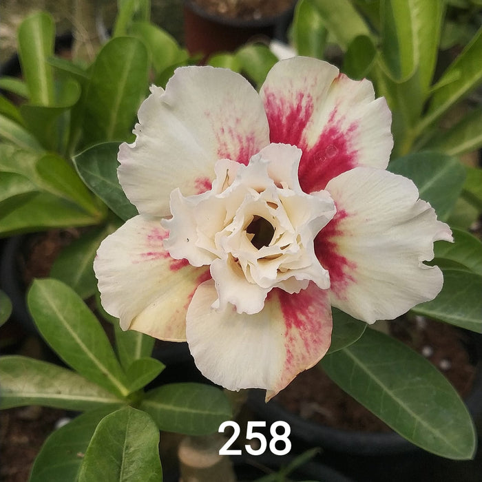 Buy Adenium Plant | Grafted Adenium Plant | Double Petal Grafted Adenium Plant | Adenium Plant Color PMR258