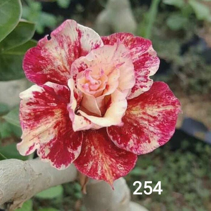 Buy Adenium Plant | Grafted Adenium Plant | Double Petal Grafted Adenium Plant | Adenium Plant Color PMR254