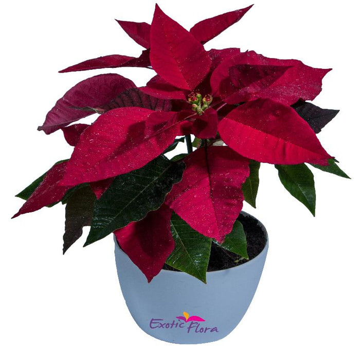 Poinsettia Red - SEASONALS