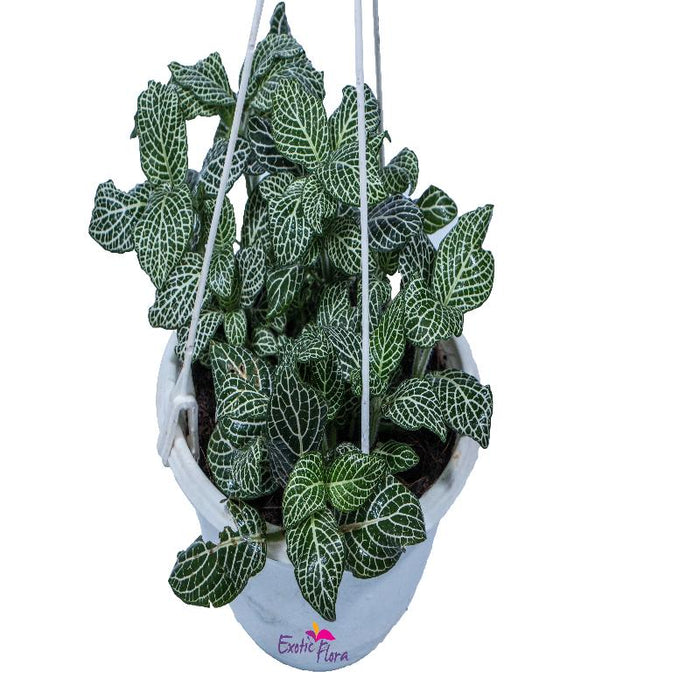 Green Fittonia - Hanging Basket Plant