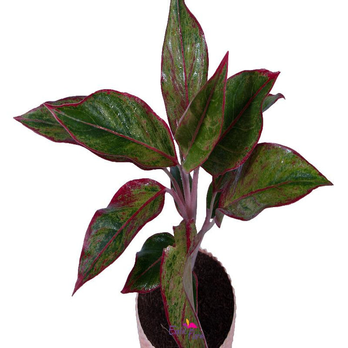 Aglaonema Lipstick - Indoor Plants