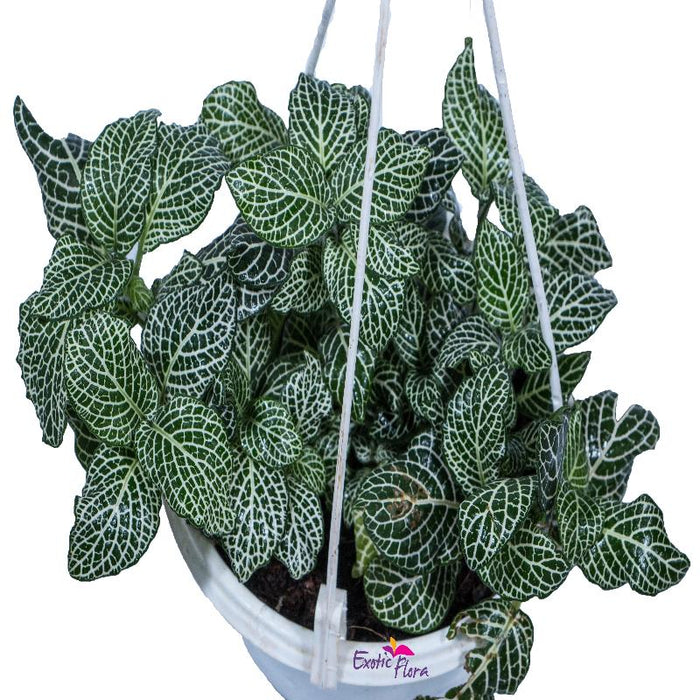 Green Fittonia - Hanging Basket Plant