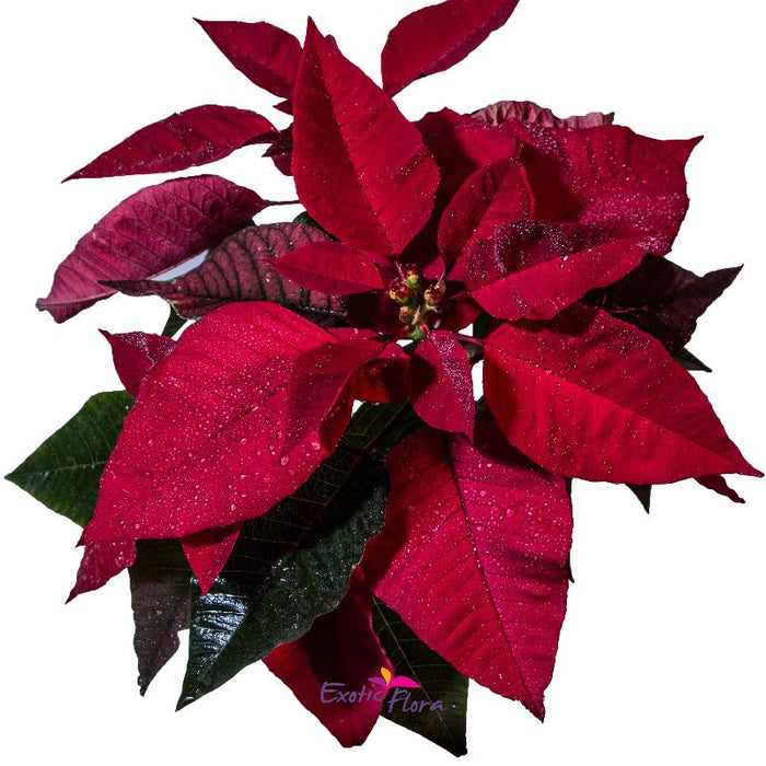 Poinsettia Red - SEASONALS