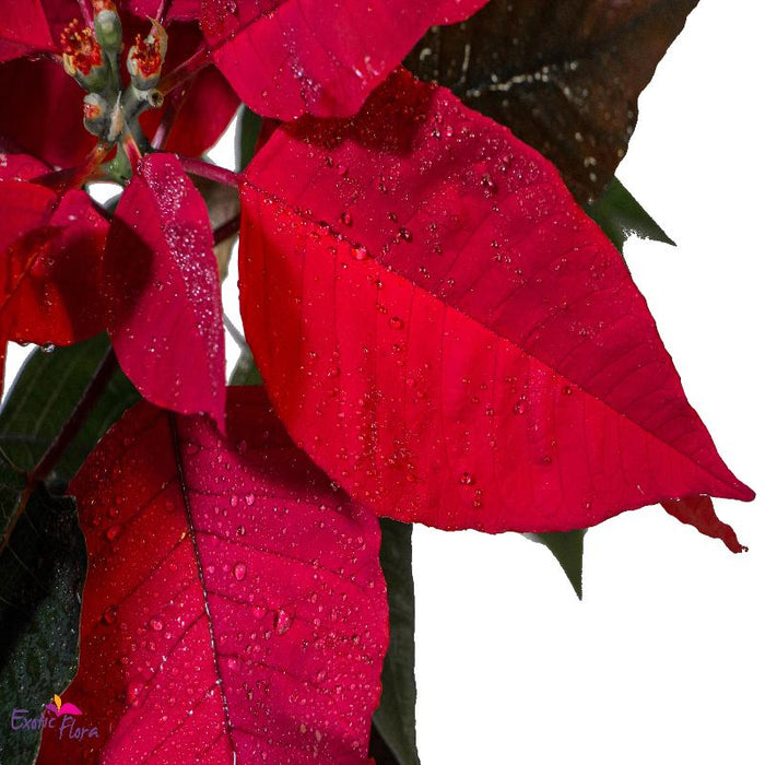 Poinsettia Red - SEASONALS