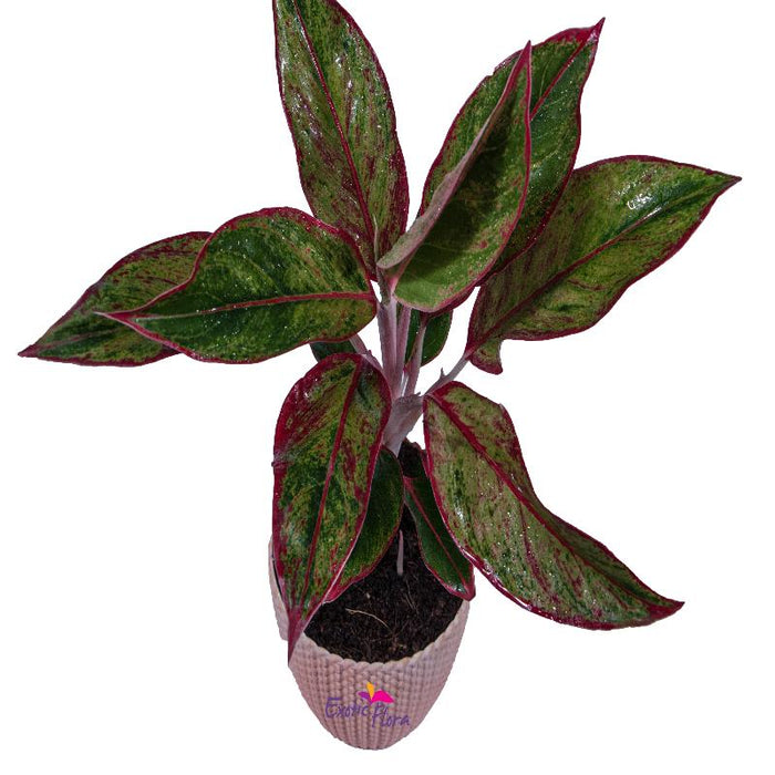 Aglaonema Lipstick - Indoor Plants