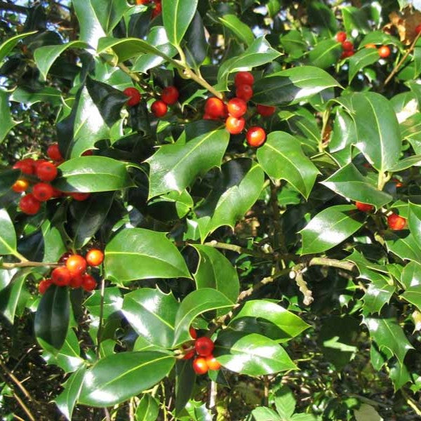 Buy English Holly Ilex aquifolium Plant - Add Evergreen Beauty to Your Garden Today!