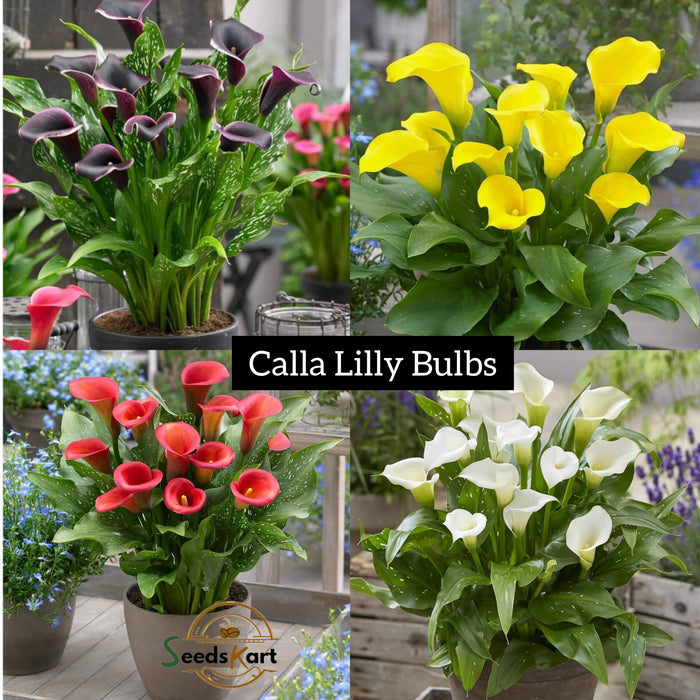 Calla Lilly Flower Bulbs (10 Bulbs Combo Pack)