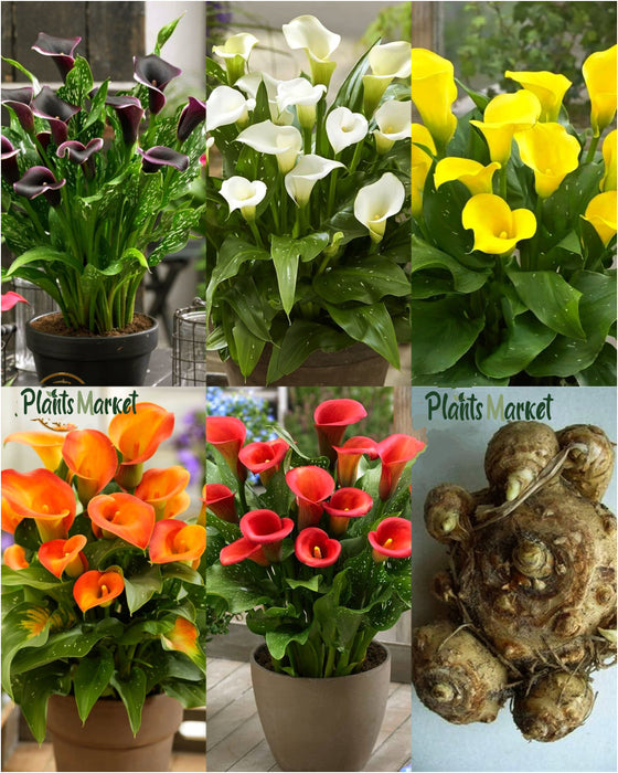 Calla Lilly Flower Bulbs (10 Bulbs Combo Pack)