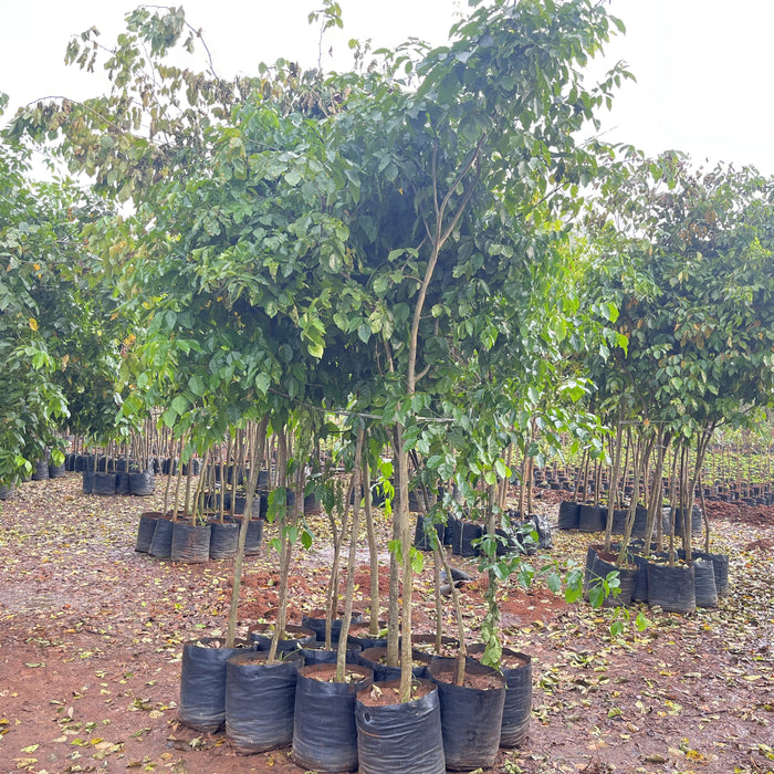 Millettia pinnata | Premium Pongamia Plants for Sale