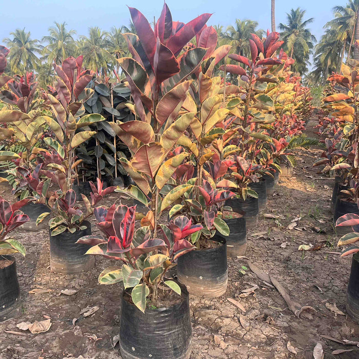 Bring the Tropics to Your Home: Shop the Ficus Elastica Zulu Shield Plant Today!