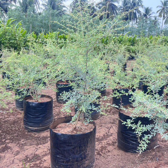 Jand Plant (Prosopis cineraria) For Sale