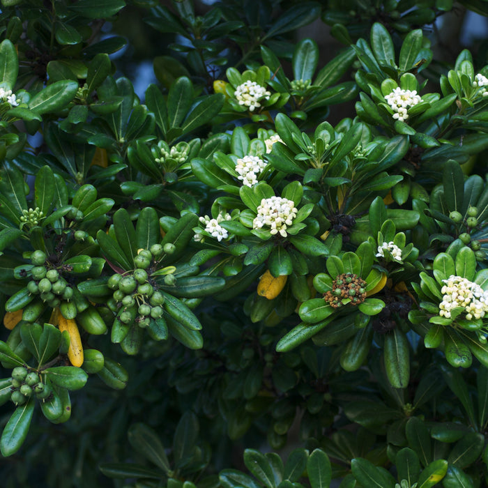 Buy Japanese Pittosporum Tobira Online - Aesthetic and Low-Maintenance Beauty for Your Garden