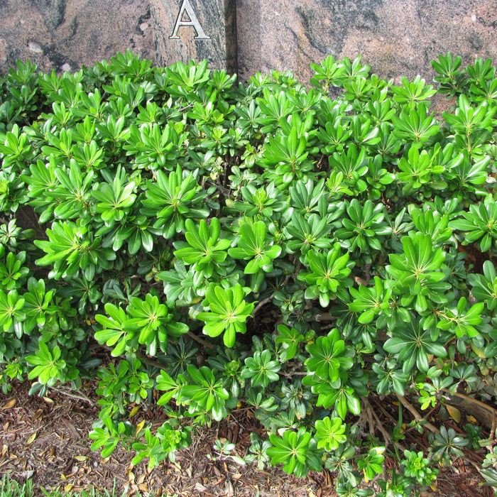 Buy Japanese Pittosporum Tobira Online - Aesthetic and Low-Maintenance Beauty for Your Garden