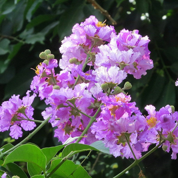 Beautiful Pink Blooms | Buy the Queen Crape Myrtle Pink Flowering Tree (Lagerstroemia speciosa)