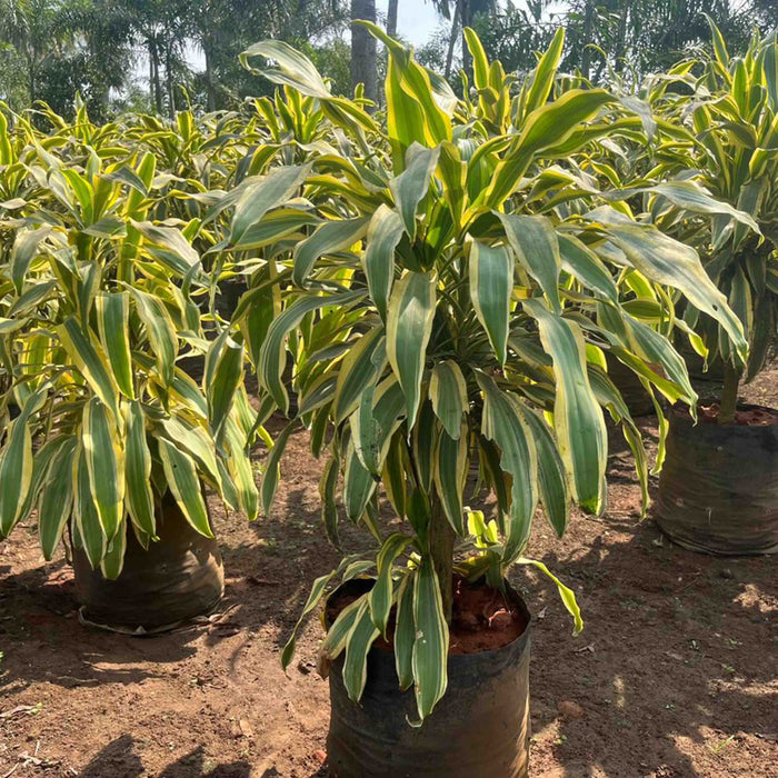 Bring Home the Beauty of the Painted Dragon Lily with Dracaena Fragrans Victoriae Plant