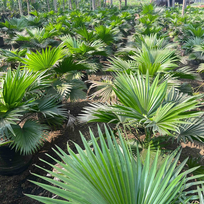 Buy the Beautiful Livistona Rotundifolia - Table Palm, Footstool Palm, Round Leaf Fan Palm, Serdang Tree Today!