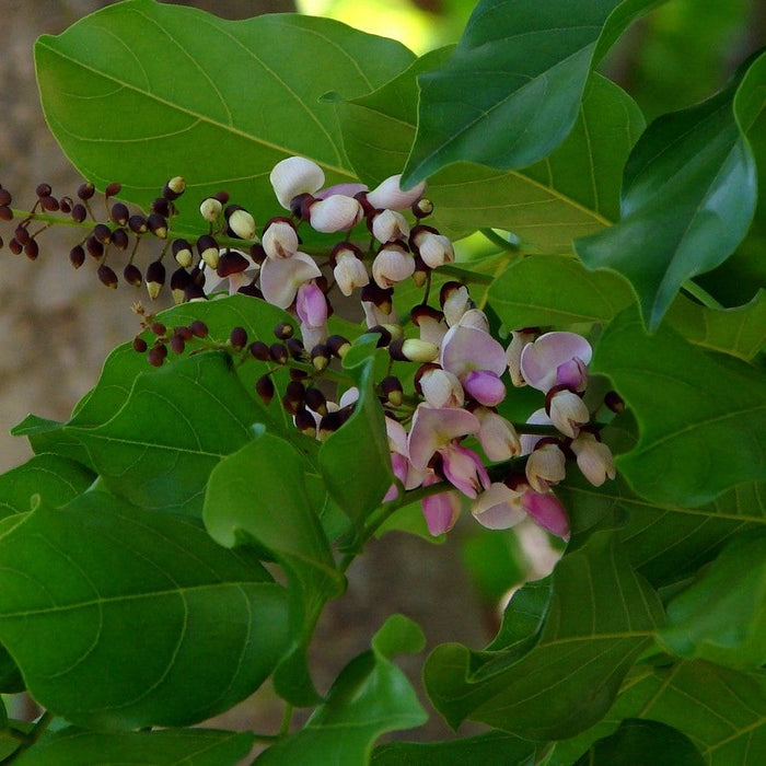 Millettia pinnata | Premium Pongamia Plants for Sale