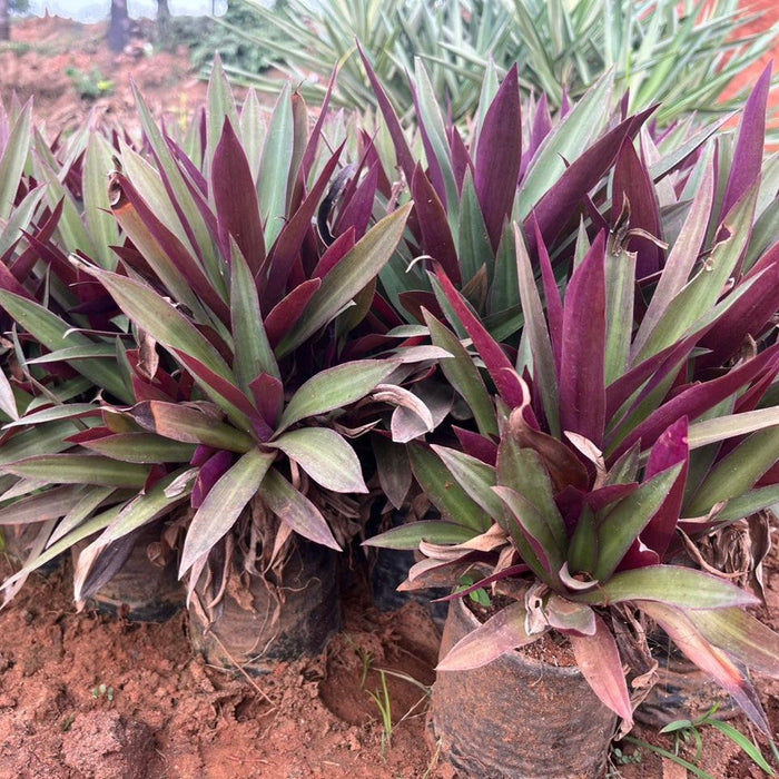 Buy Moses In A Boat Compact Rhoeo Spathacea - Perfect for Small Space Gardening