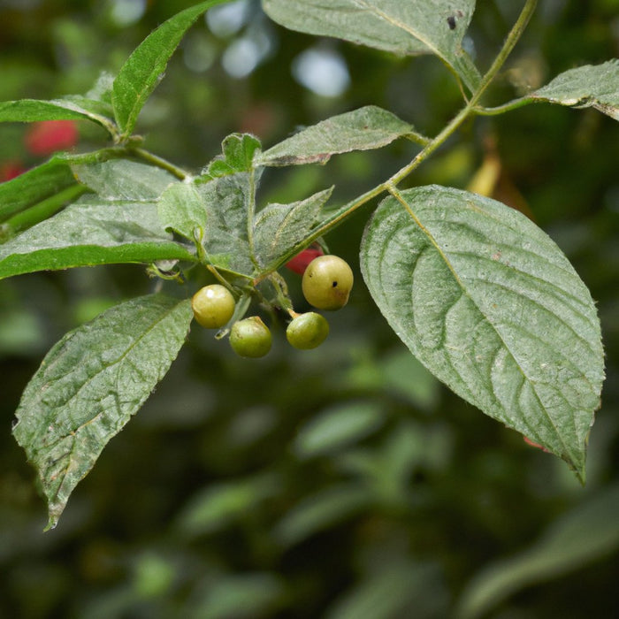 Buy Muntingia calabura (Singapore Cherry) - A Versatile Fruit Tree for Your Garden