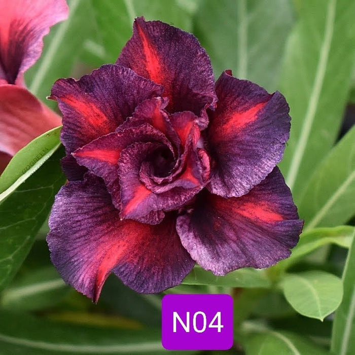 Buy Adenium Plant | Grafted Adenium Plant | Double Petal Grafted Adenium Plant | Adenium Plant Color PMN04