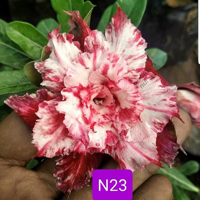 Buy Adenium Plant | Grafted Adenium Plant | Double Petal Grafted Adenium Plant | Adenium Plant Color PMN23